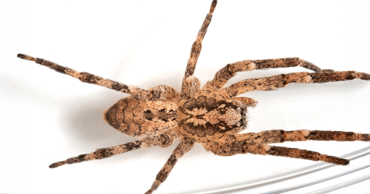 Nosferatu-Spinne durchdringt menschliche Haut – was nach dem Biss passiert