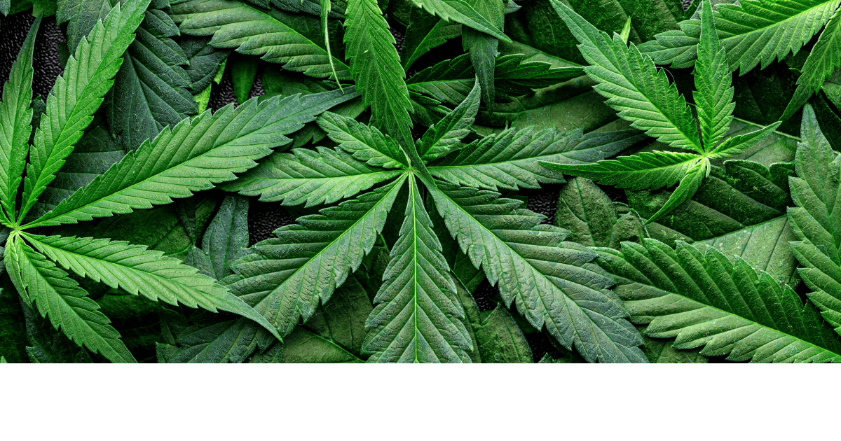 Cannabis-Wirkung-Risiken-und-wann-Hilfe-sinnvoll-ist