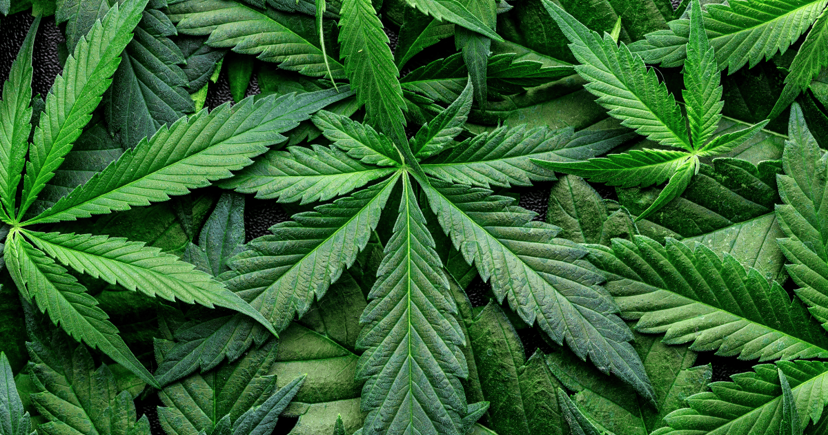 Cannabis-Legalisierung-f-hrt-zu-mehr-Klinikeinweisungen