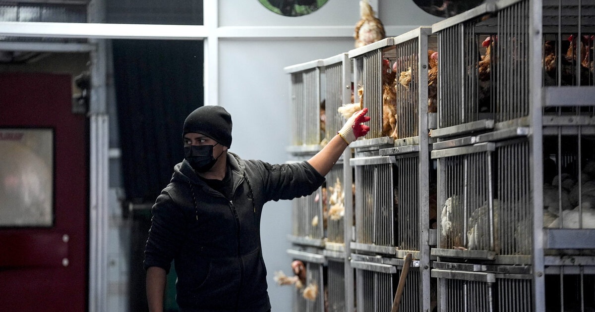 Ausbreitung-der-Vogelgrippe-in-USA-besorgt-Experten