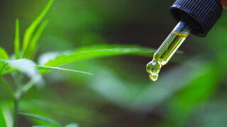 Ein Tropfen goldgelbes Cannabis-Öl fällt aus einer Pipette vor dem Hintergrund grüner Hanfblätter.