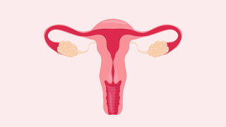 Eine Illustration zeigt das weibliche Fortpflanzungssystem mit Gebärmutter, Eileitern und Eierstöcken, passend zum Thema Rete ovarii.
