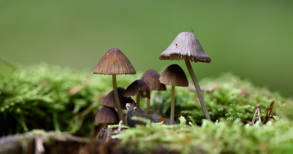 Hilfe-bei-Depression-und-Sucht-Wie-magic-sind-Mushrooms-