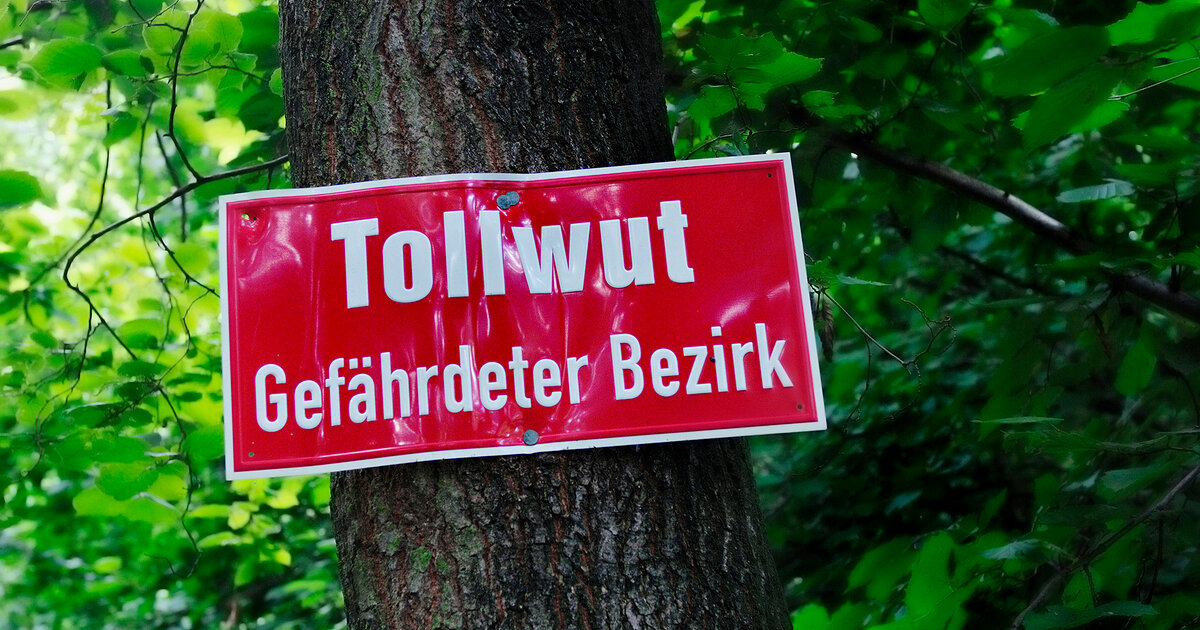 Tollwut-beim-Menschen-Wieso-schnell-behandelt-werden-muss