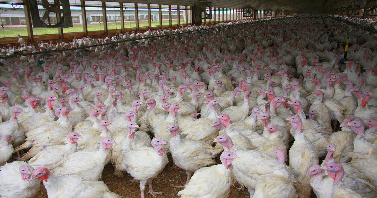 Vogelgrippe-in-den-USA-warum-ist-es-so-still-darum-geworden-