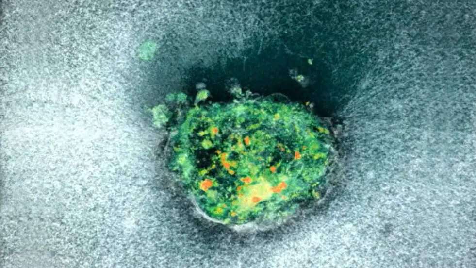 Erstmals-gefilmt-So-nistet-sich-ein-menschlicher-Embryo-ein