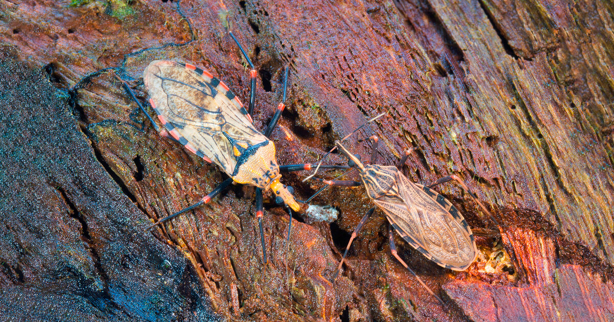 Warum-USA-Reisende-vor-Kissing-Bugs-Acht-geben-sollten