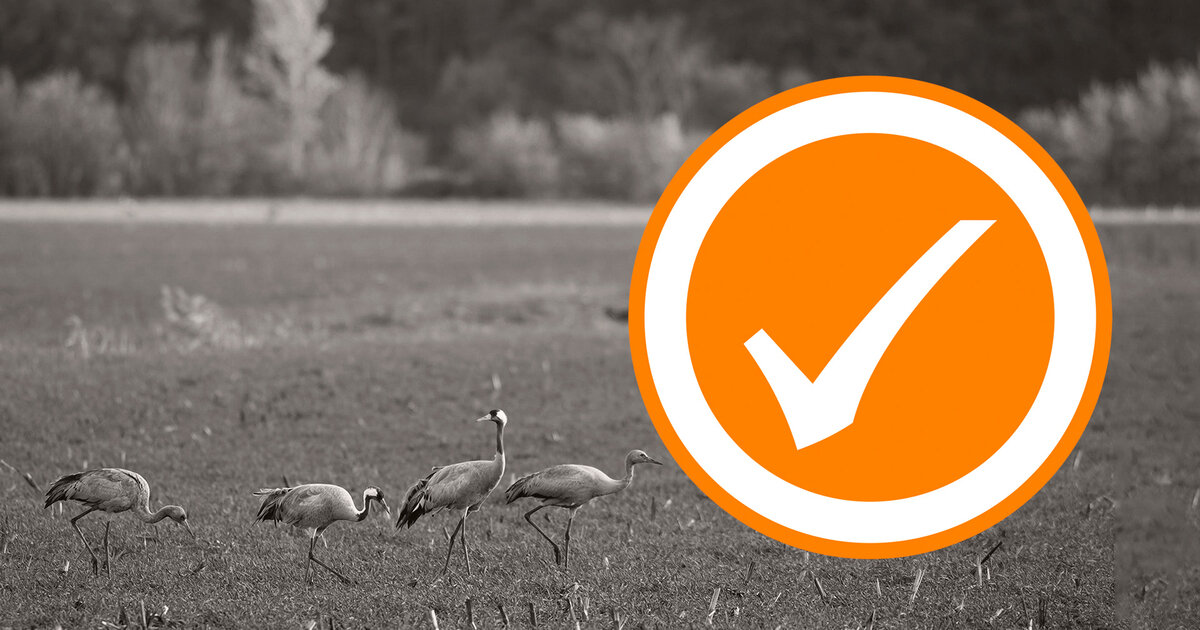 Forscher-warnen-Die-Vogelgrippe-breitet-sich-aus