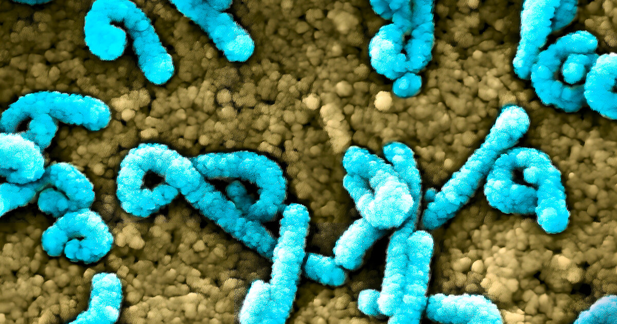 Oft-t-dlich-So-sch-tzt-man-sich-vor-dem-Marburg-Virus