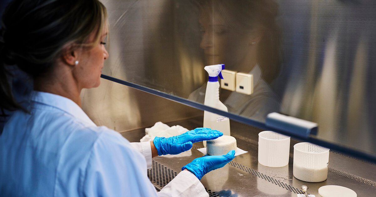 Grasig-buttrig-bohnig-k-sig-Forschung-zu-veganem-K-se