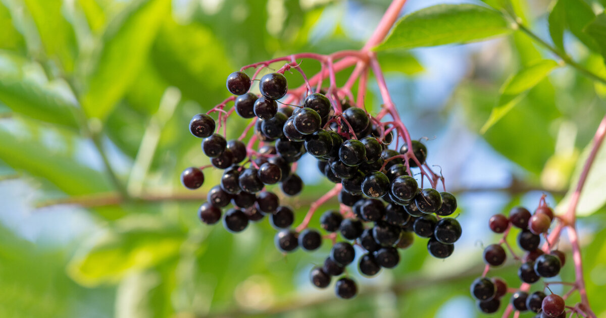 Holunderbeeren-sind-gesund-aber-k-nnen-auch-giftig-sein