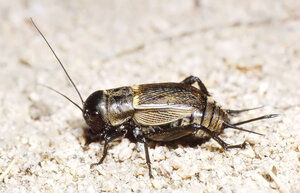 Bioviva Kartenspiel „Herausforderungen Der Natur“ – 36 Karten Mit Tieren & Insekten, Lehrreiches Familienspiel