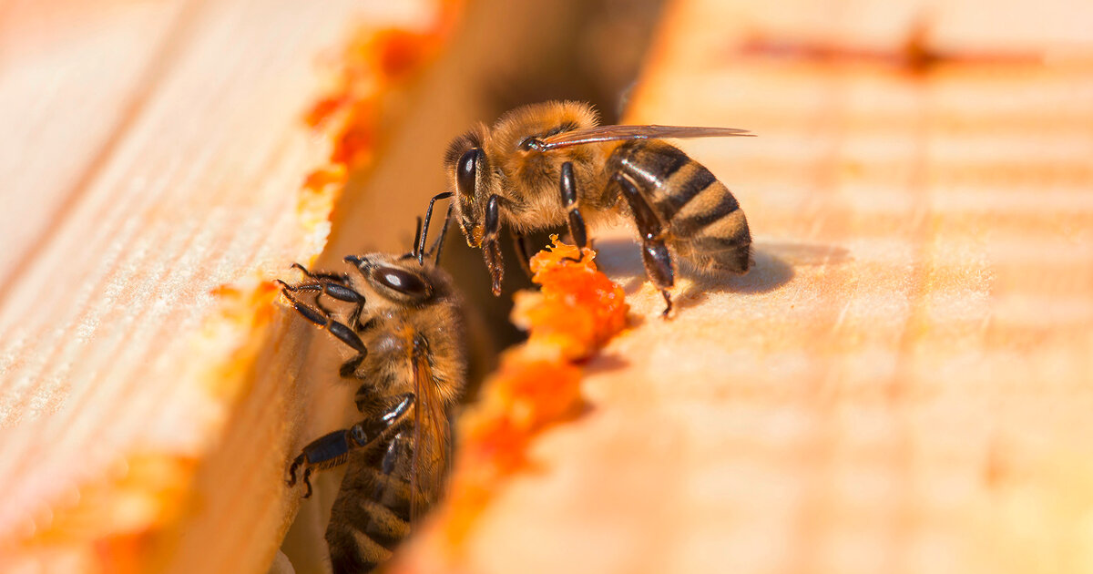 Wirkung-von-Propolis-Das-wei-die-Forschung-bers-Bienenharz