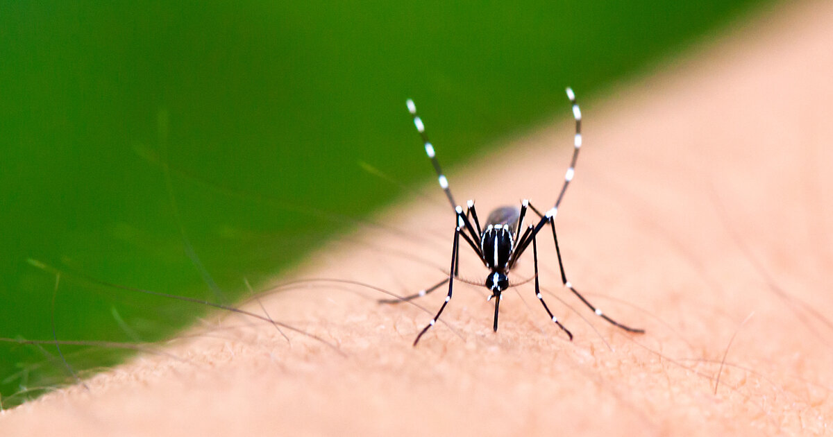 Chikungunya-breitet-sich-aus-was-Reisende-wissen-sollten