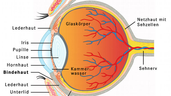 Plötzlicher Sehverlust Auf Beiden Augen