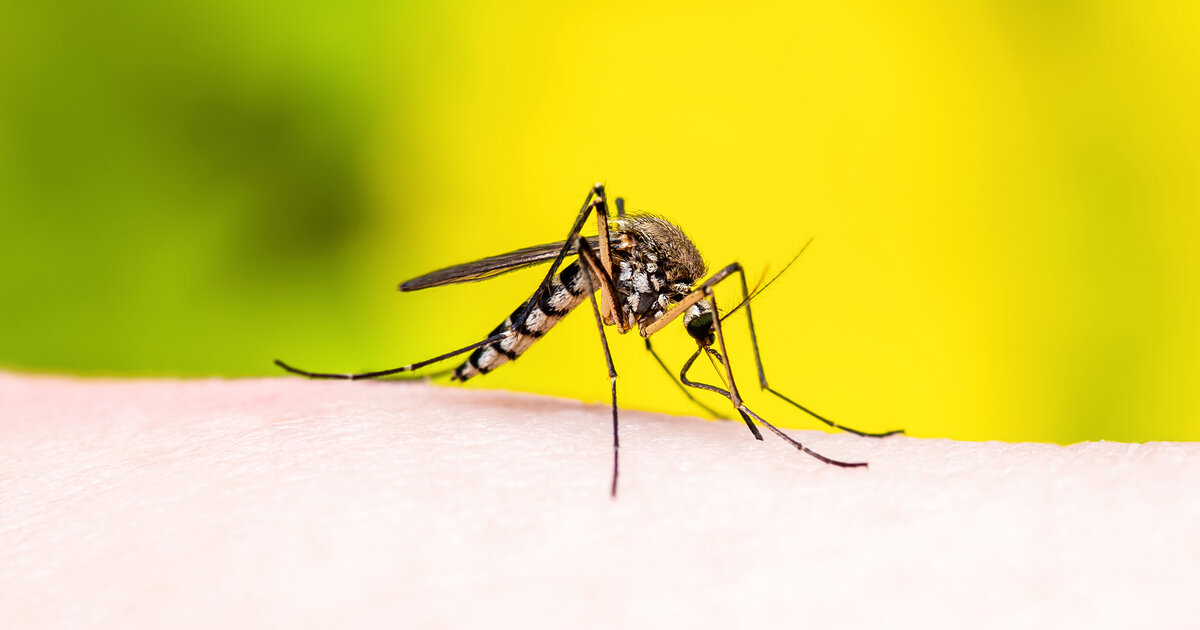 Todesf-lle-in-Italien-Wie-gef-hrlich-ist-das-West-Nil-Virus-