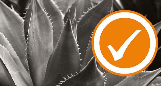 Aloe